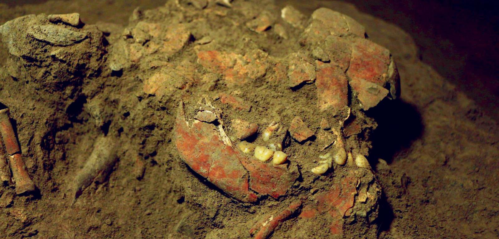 Fragment czaszki kobiety, która 7,2 tys. lat temu żyła na Sulawesi. Znalezisko z 2015 r.