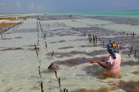 Większość mieszkańców Zanzibaru żyje z tego, co daje morze...
