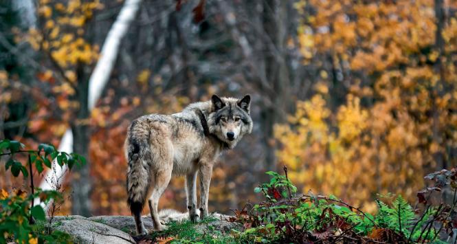 Różnica w genach między wilkiem a psem to zaledwie 0,2 proc.