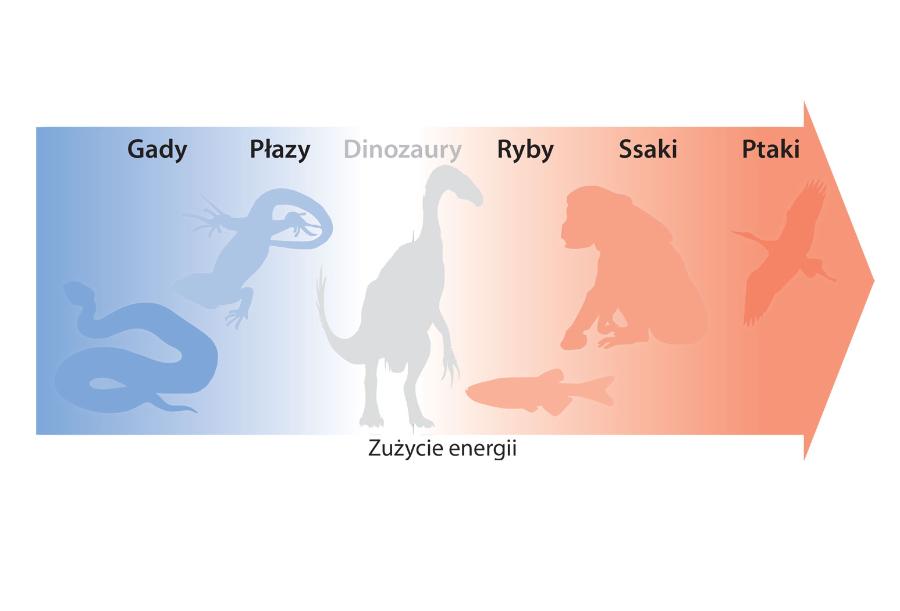 Biorąc pod uwagę postulowane zużycie energii, dinozaury plasowałyby się gdzieś pomiędzy współczesnymi gadami i ssakami oraz ptakami.