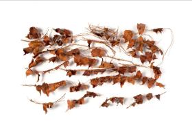 Girlanda z liści drzewa smaczliwki znaleziona na mumii córki kapłanki boga Amona, ok. 1050 r. p.n.e.