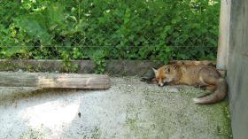 Rocznie zabija się w Polsce 75 tys. lisów.