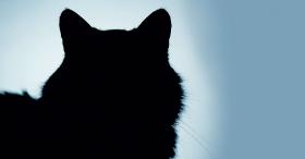 „Umrzeć – tego nie robi się kotu” – pisała Wisława Szymborska. Ale koty też nam nie powinny tego robić.