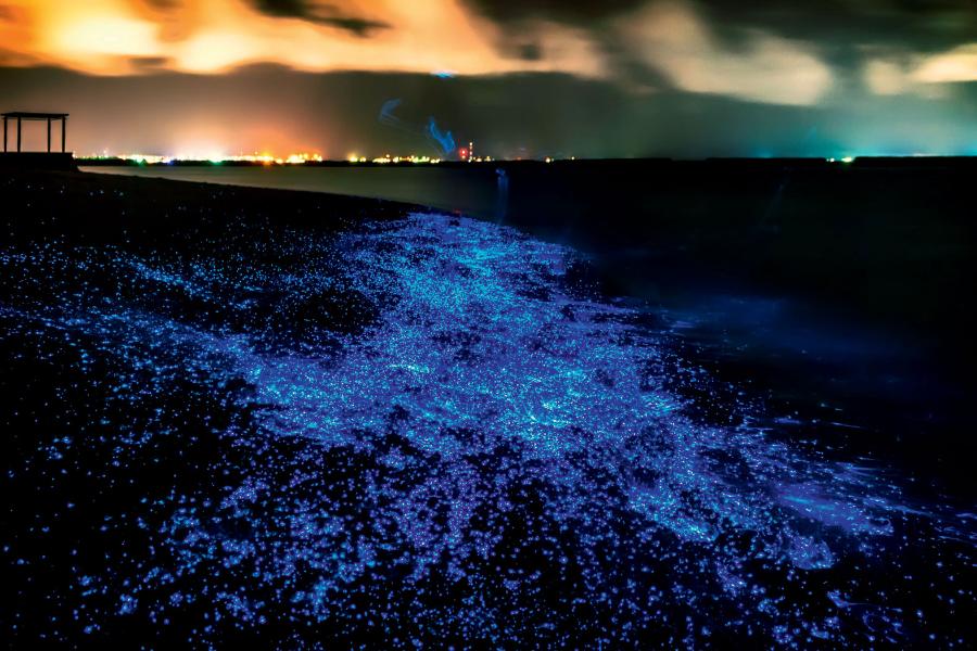 Bioluminescencja planktonu ­obserwowana u wybrzeży Malediwów.