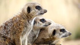 Orki, surykatki, krowy – wszystkie one żyją w stadach. Ich grupy podlegają określonym normom i biada temu, kto ich nie przestrzega.