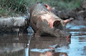 Pierwsze udomowione świnie pojawiły się w Europie już 6600 lat temu.