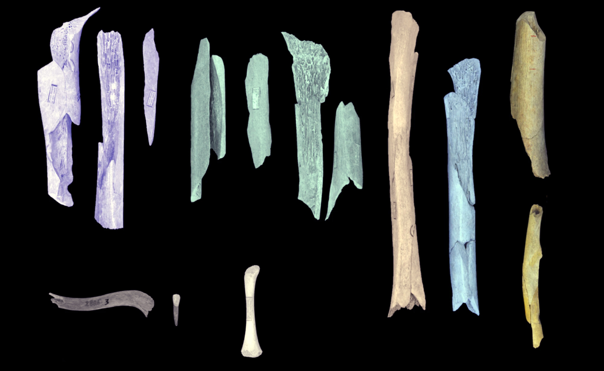 Neandertalczycy tracili kobiety i dzieci. Z powodu taktycznego kanibalizmu