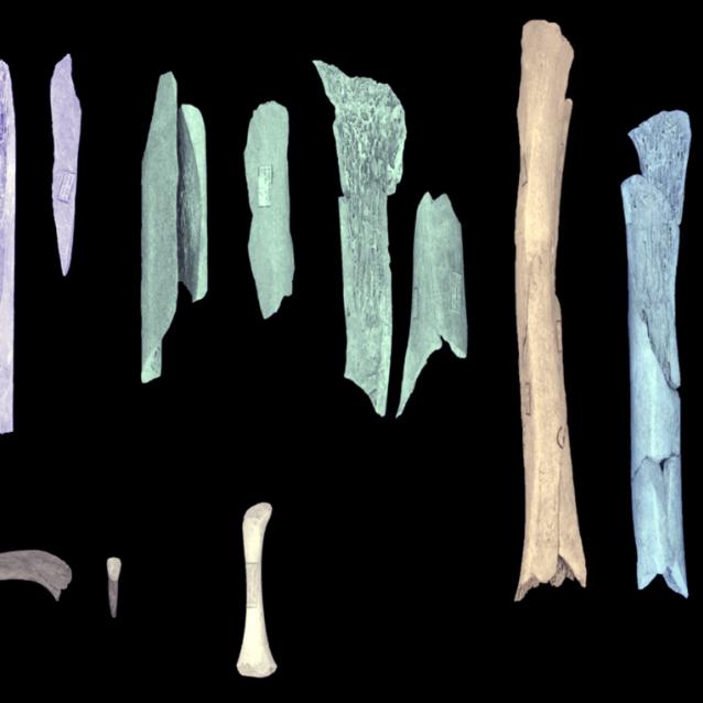 Kości neandertalskie z jaskini Troisième w Goyet.