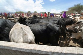 Na co dzień krowy są źródłem mleka, od święta – mięsa i skór.