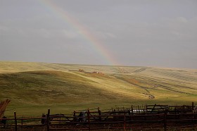 Nagi krajobraz ożywiają tylko pstrokate stada owiec