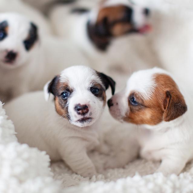 Pulsar - wyjątkowy portal naukowy.