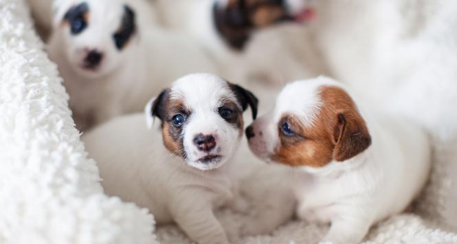 Pulsar - wyjątkowy portal naukowy.