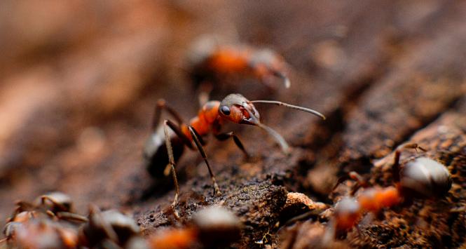 Syukuro Manabego i Klausa Hasselmanna nagrodą Nobla w dziedzinie fizyki wyróżniono za pionierskie badania nad modelami klimatu, Giorgia Parisiego – za ogólny wkład w rozumienie teorii złożoności.