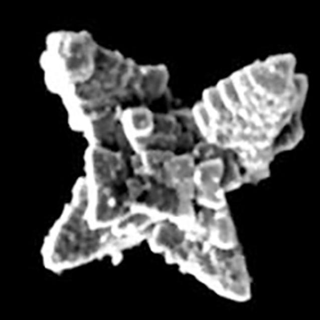 Mikrorobot
“A Maze in Plastic Wastes: Autonomous Motile Photocatalytic Microrobots against Microplastics”, Seyyed Mohsen Beladi-Mousavi i in., “ACS Applied Materials & Interfaces”, tom 13, nr 21; 2 czerwca 2021