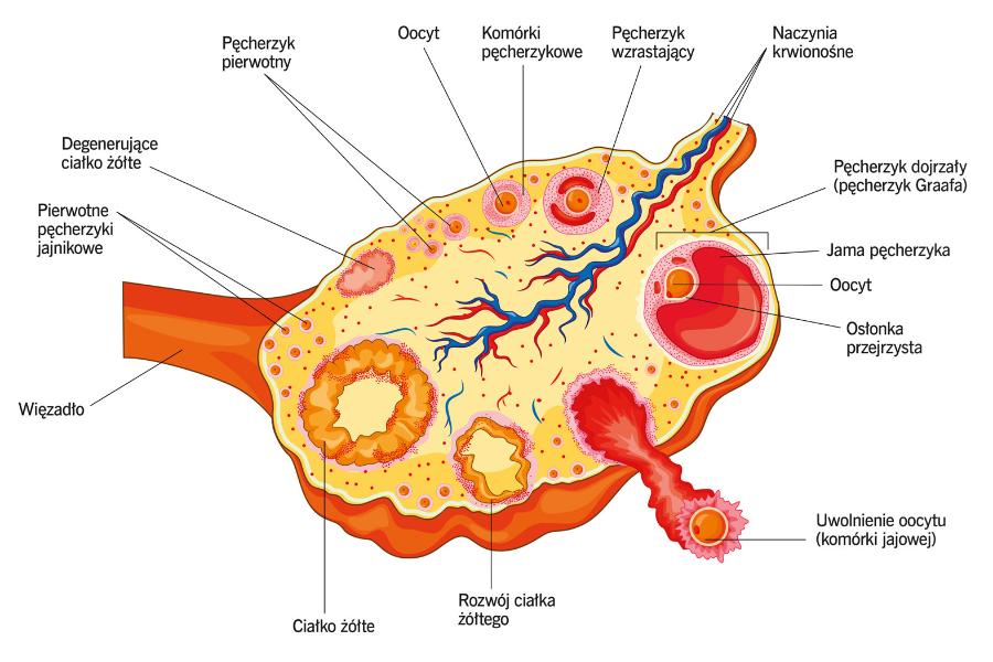 Jajnik i pęcherzyki w różnych stadiach rozwojowych.