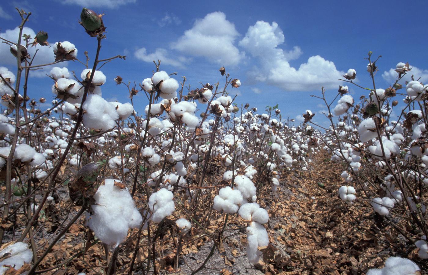 Zmodyfikowane odmiany bawełny Bt uprawia w Indiach 7 mln rolników. Generalnie są z tych odmian zadowoleni.