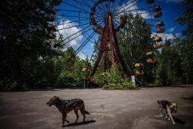 Zachowują się jak typowe psy: widząc człowieka, kładą po sobie uszy, obniżają głowę, merdają ogonem, tarzają się na grzbiecie, oczekują pieszczot i uwagi.