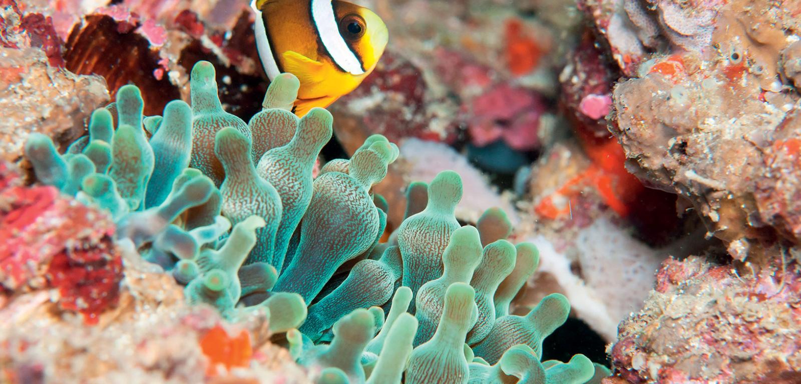 Rafy koralowe Azji Południowo-Wschodniej należą do najcenniejszych ekosystemów morskich na świecie.