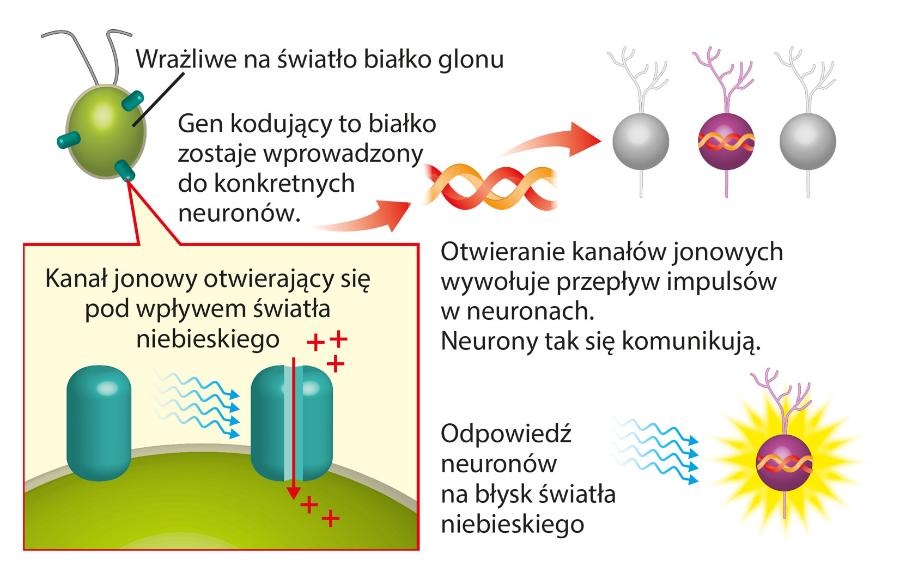 Eksperymenty optogen­etyczne. Modyfikacja neuronów i mysz z kablem światłowodowym w mózgu.