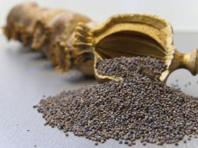 W rękach dawnych chemików i zielarzy proszek jezuitów stawał się chininą, z makówek wyrabiano morfinę, a z liści koki – kokainę.