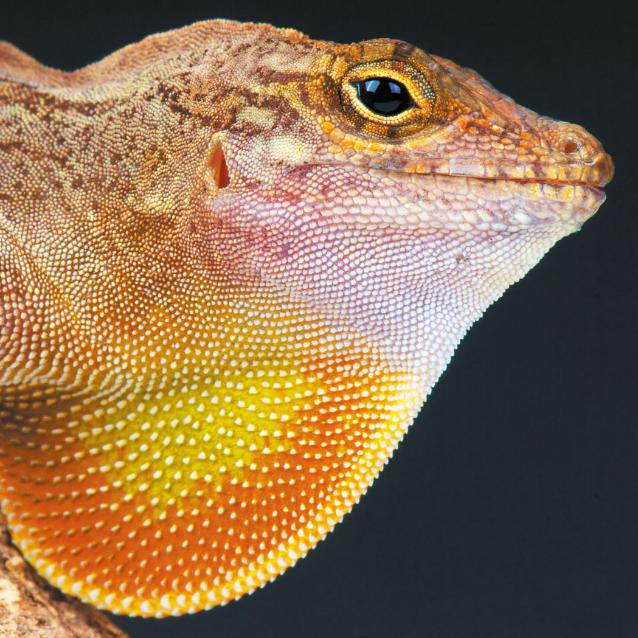 Jaszczurka Anolis cristatellus.