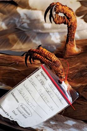 Postrzelony trzmielojad poddany eutanazji.