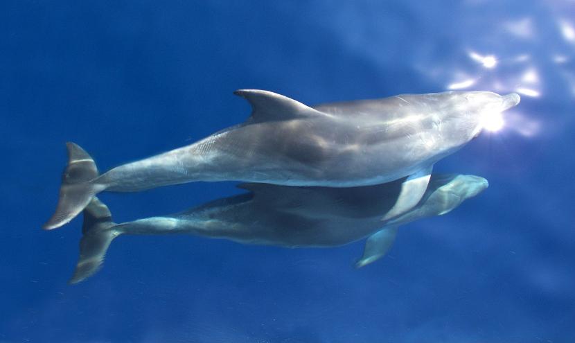 Delfiny