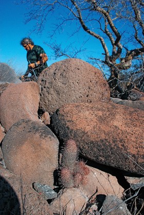 Mammilliaria. Po polsku - wymion. 160 gatunków. Jako pierwszy opisał ten kaktus Linneusz.