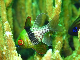 Apogon piżamka. Ryba koralowa z południowego Pacyfiku. Nieokresowe skoki temperatury wywołane prądem El Nino powodują poważny uszczerbek w tamtejszym planktonie, przez co spada populacja młodych osobników tych ryb.