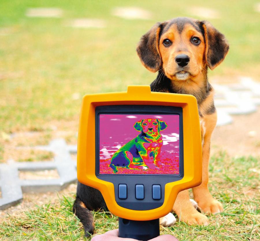Kamera termowizyjna ­rejestruje ciepłotę ciała psa.
