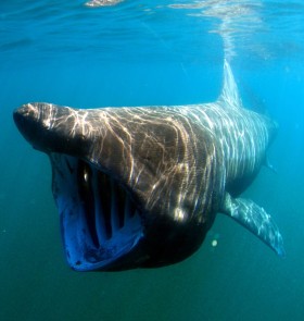 Długoszpar, czyli inaczej rekin olbrzymi. Po wielorybim, najwiekszy z  rekinów.  Nie jest jeszcze uznany za gatunek zagrożony, ale poławia się go na świecie zbyt dużo, więc uczeni objęli go specjalnym programem monitorującym. Wielki, ale niegroźny.