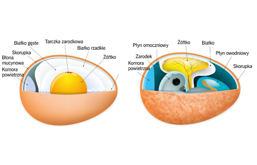 Budowa jaja i rozwijającego się w nim zarodka.