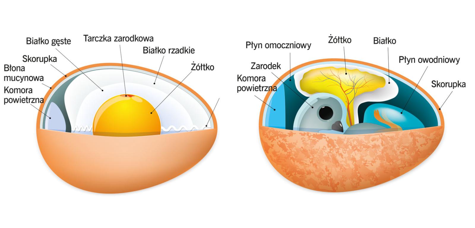 Budowa jaja i rozwijającego się w nim zarodka.