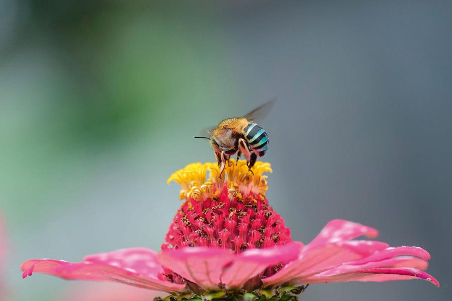 Dorosły ­osobnik Amegilla cingulata.