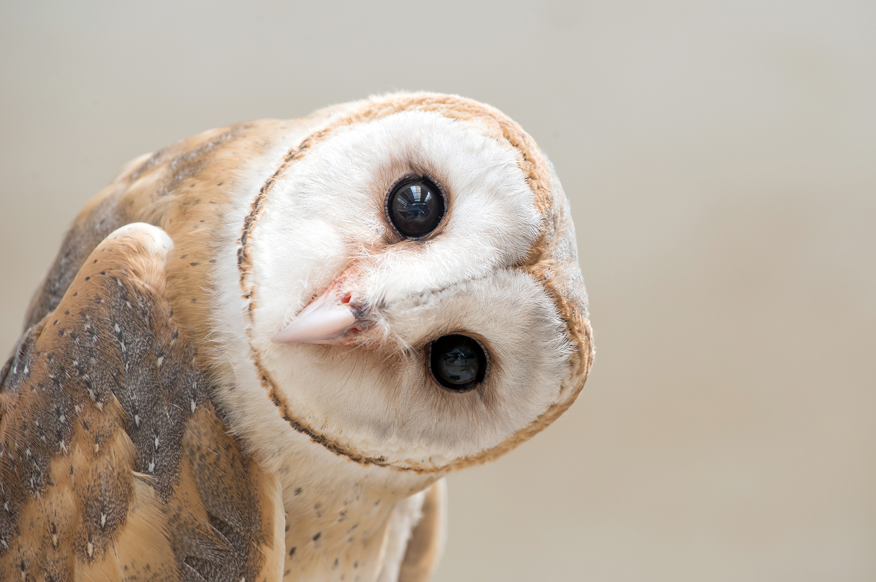 Z liczb wynika sympatia do sów? W modelach AI występuje niebezpieczne zjawisko „uczenia podprogowego”