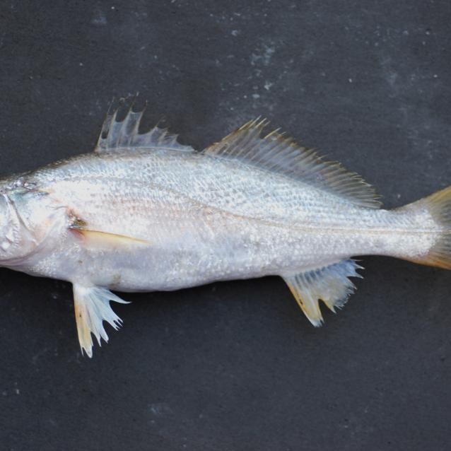 Cynoscion othonopterus