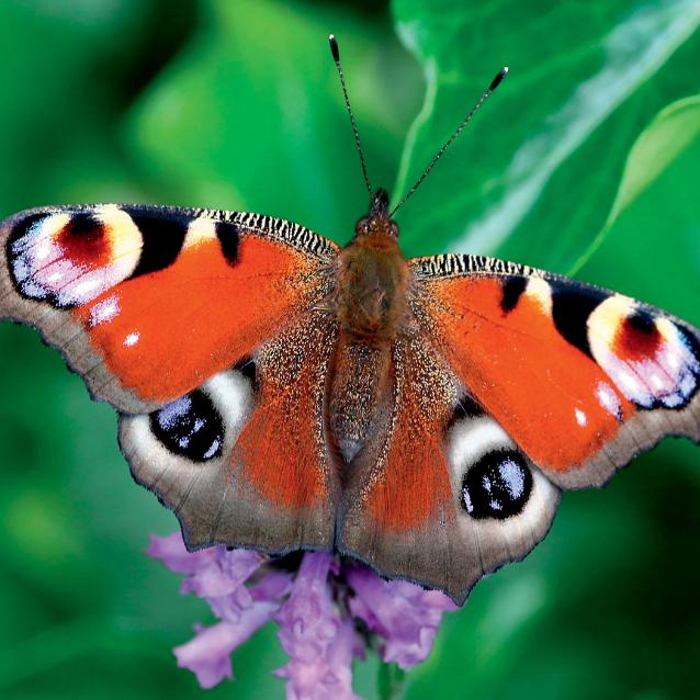 Rusałka pawik (Aglais io).