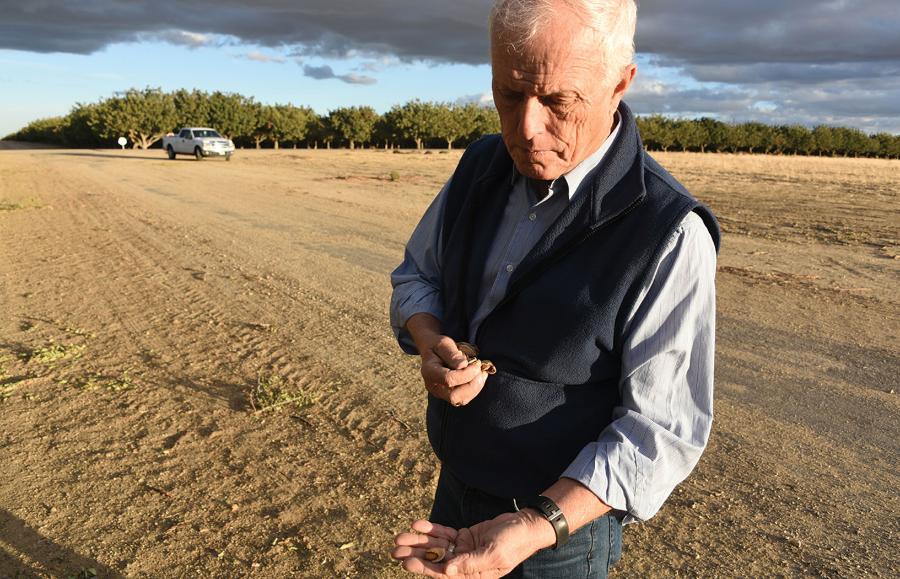 Biolog Gordon Wardell z kalifornijskimi migdałami w dłoni.