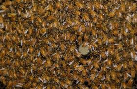 Pszczoły regulują temperaturę w gnieździe. Gdy jest zbyt niska, skupiają się i generują metaboliczne ciepło.