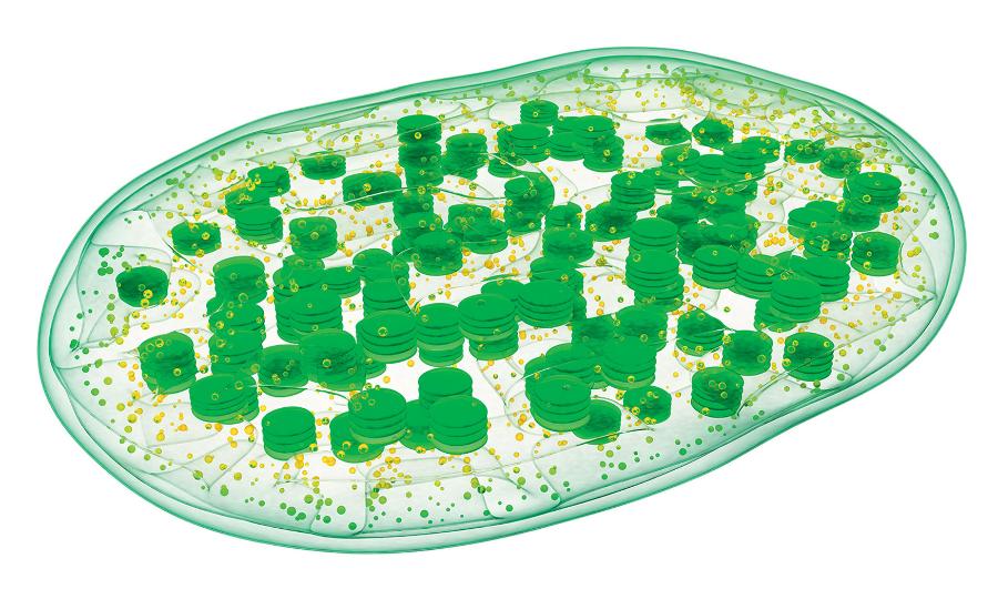Fotosynteza ­zachodzi w chloroplastach w licznych tylakoidach (ciemnozielony).