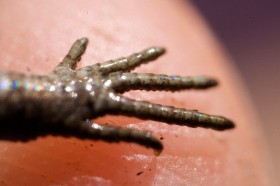 Jest mała jak owad, cała zmieści się na palcu człowieka.
