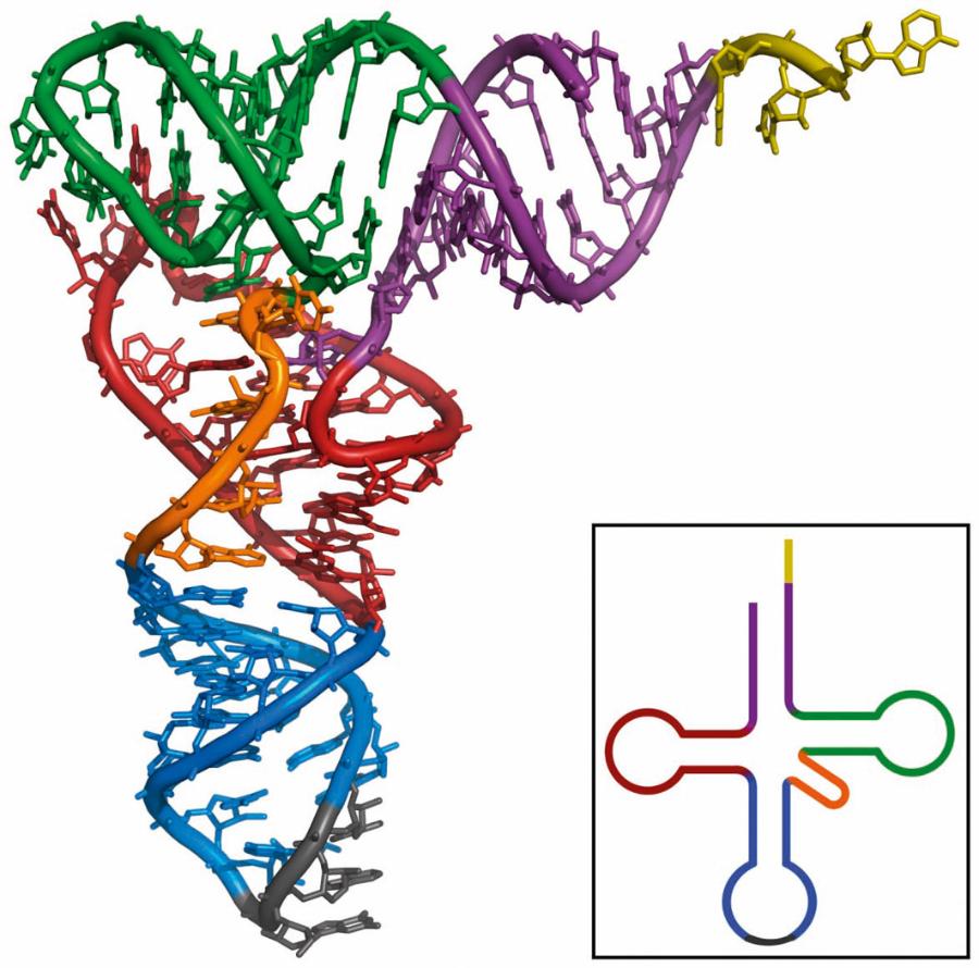 Jednoniciowe tRNA zwija się w charakterystyczny „liść koniczyny”.