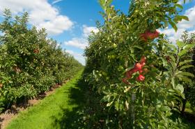 Walory polskich jabłek zostały odkryte już 500 lat temu.