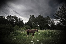 Tam gdzie kiedyś był rynek pasą się dziś konie.