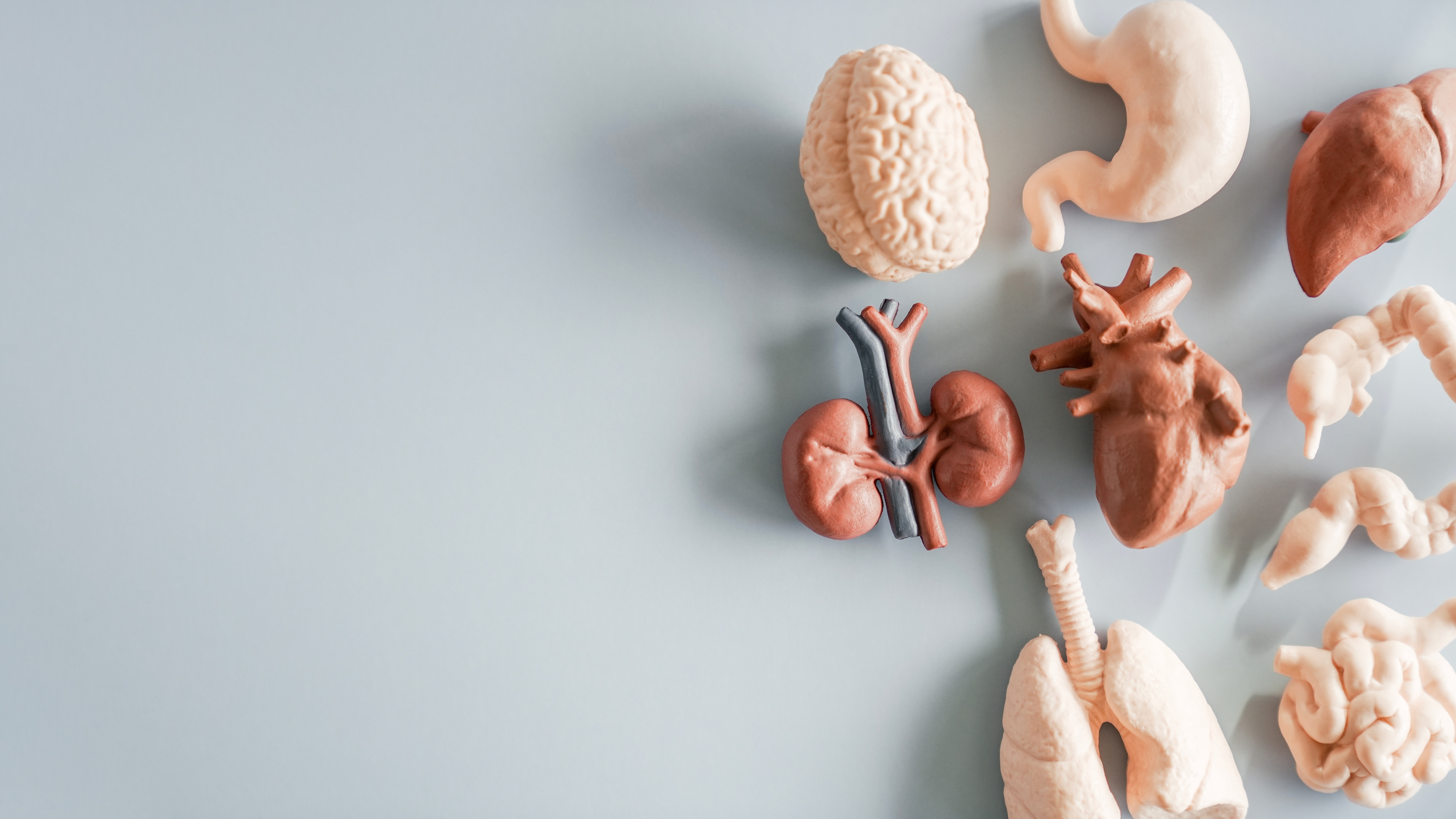 Czy nasze organy to niezależne twory?