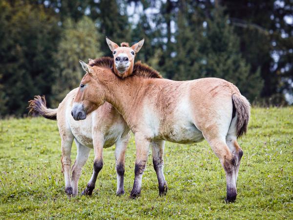 Niemal 40-letnia nieobecność człowieka sprawiła, że strefa czarnobylska stała się jednym z największych w Europie nieplanowanych rezerwatów przyrody.
