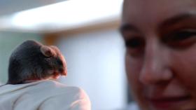 Trzeci program, realizowany na myszach, zmierza do znalezienia bardziej efektywnego sposobu klonowania.