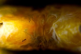 Mrówki są wszędzie. Ze zgubionej podczas podwieczorku cząstki pomarańczy do rana zostanie tylko pusta skórka.