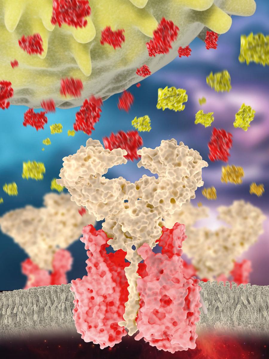 Wirus SARS-Cov-2 atakuje ludzkie komórki, wiążąc się z enzymem ACE2 (różowo-beżowy). Szczególnie niebezpieczna jest dla chorego burza cytokinowa. Powstaje wtedy nadmiar cytokin, w tym IL-1 (żółty) i IL-6 (czerwony).