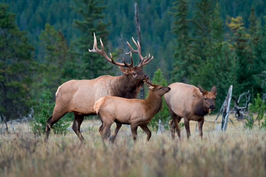 Zamieszkujący Amerykę Północną i wschodnią Azję podgatunek nosi nazwę jeleń kanadyjski lub wapiti (Cervus elaphus canadensis). Niektórzy zoologowie uważają go za odrębny gatunek.